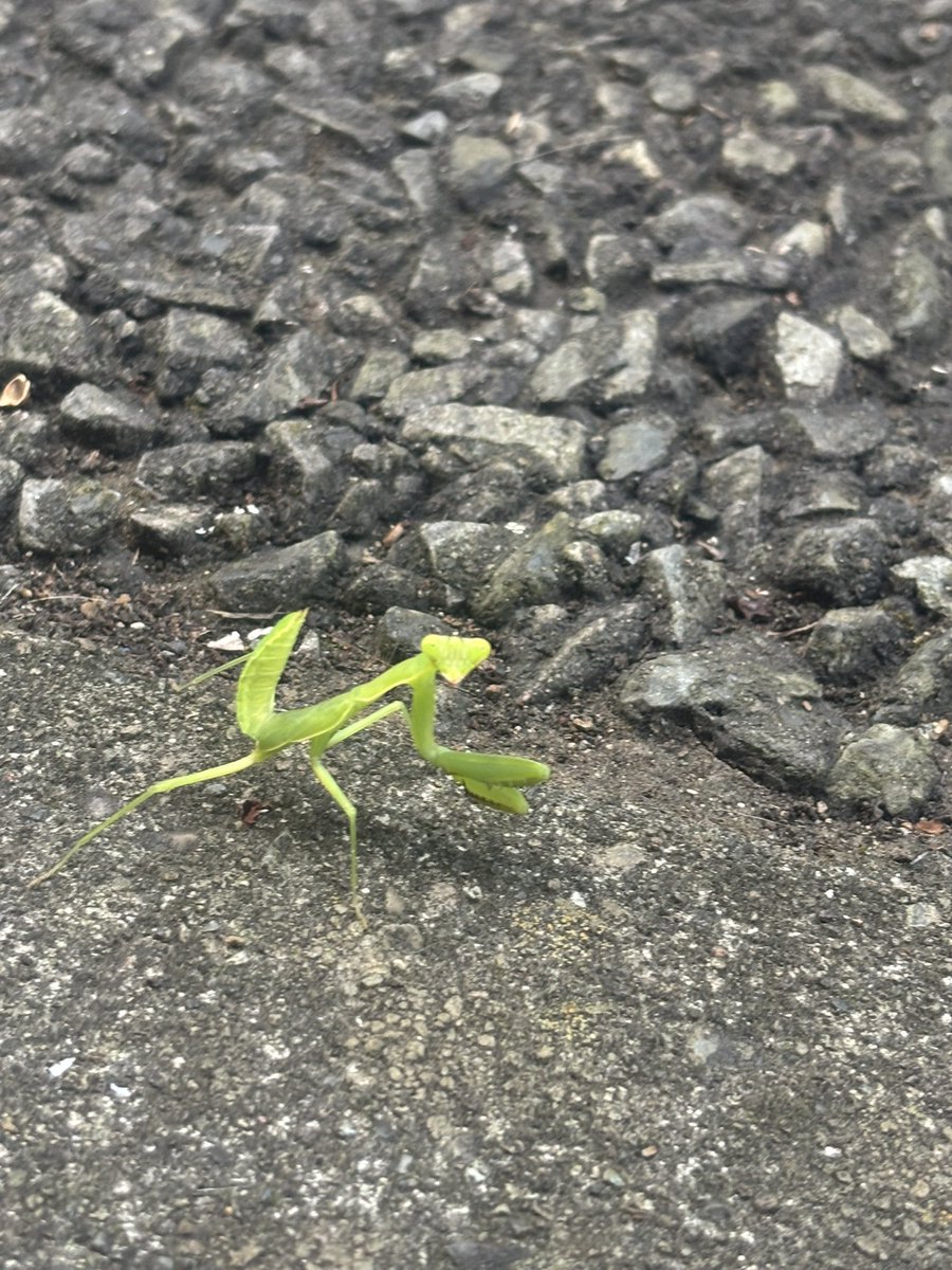 kmoon_1729's tweet photo. ステレオタイプのカマキリ https://t.co/MQCQBD1fTX