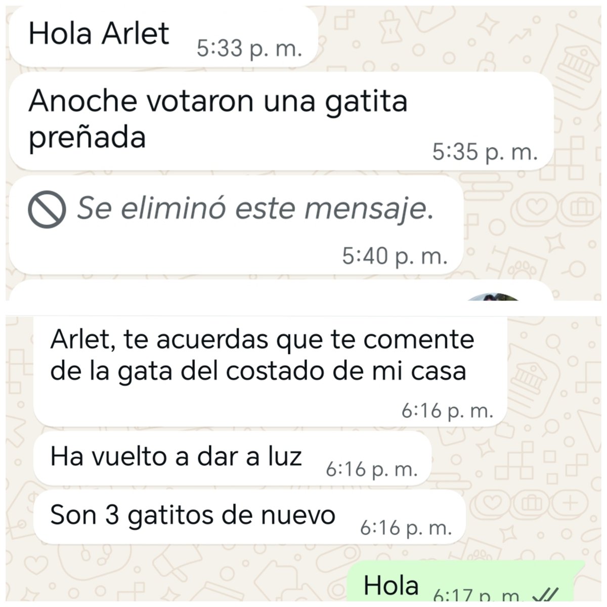 _arlettesalazar's tweet photo. Me escriben vecinas para llevar a esterilizar gatitas abandonadas preñadas y pariendo, ni siquiera hay padrinos para el alimento y arena de los que ya he rescatado💔
Son 2 gatitas, quien puede apadrinar🙏🏼 
Esterilizacion+ medicación🐈s/70
🚨Yape/plin 934962128 Jaquelyn https://t.co/807kxGLSP2