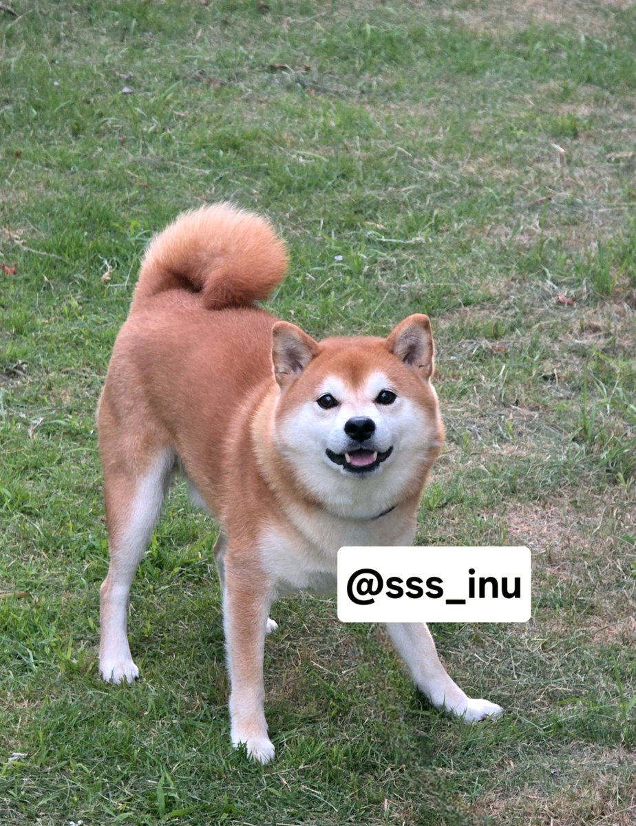 sss_inu's tweet photo. おはよ～～🌱🌱 https://t.co/W7m1Jjy8L7