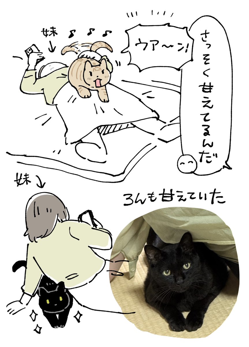 bou128's tweet photo. 妹が帰省してきました🍉
しんばが大喜びで妹の上に乗り甘えまくっています　ろんさんも「自分もいいすか？」的な感じで控えめに甘えています　よかったねえ https://t.co/n7JpVP5iNO