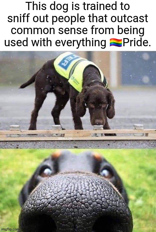 ReaperGrim69369's tweet photo. #Pride #commonsense No seriously, pragmatic as it is, Pride SHOULD be used more often with Common Sense. It's the only way we can move on as people, y'all are just stagnating yourselves in a rat if you can't open up to that. #Cancelled #WithOrAgainst #OneOrTheOther https://t.co/iIzZRdmdp8