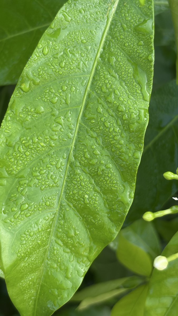 sks_dev's tweet photo. Good morning friends✨

Man’s life is like a drop of dew on a leaf 
-Socrates

Life is short and fragile — like a dew drop that shines for a moment and then is gone. So don't be arrogant, don't waste time on petty things, and appreciate the beauty while it lasts.

Hoping for a good day.