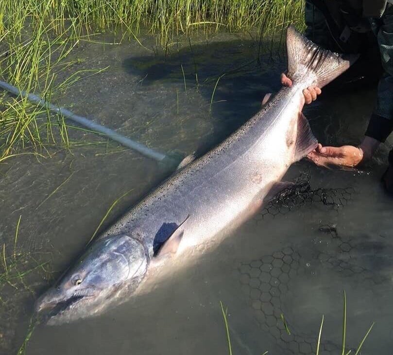 HndWlfAlpha's tweet photo. @CarlaNotAda WOAH look at the monster you just reeled in! Great catch!!! https://t.co/D6v1ToTCq3