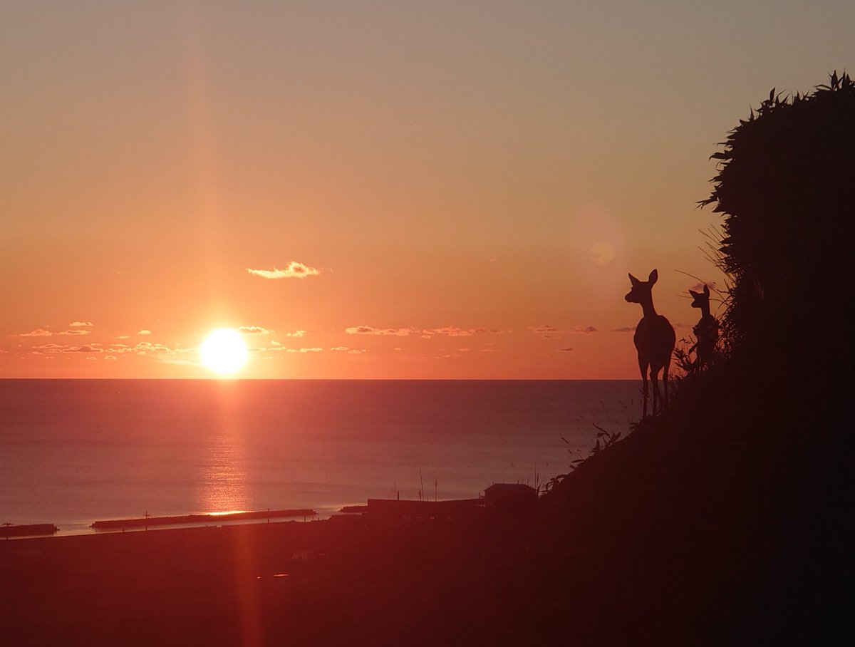 hoppou_kuusatsu's tweet photo. 日本海に沈む夕陽とシカの親子😌✨

#夕陽 #夕陽が綺麗 #エゾシカ #稚内 #北方空撮 https://t.co/OmuLF8Ugu7