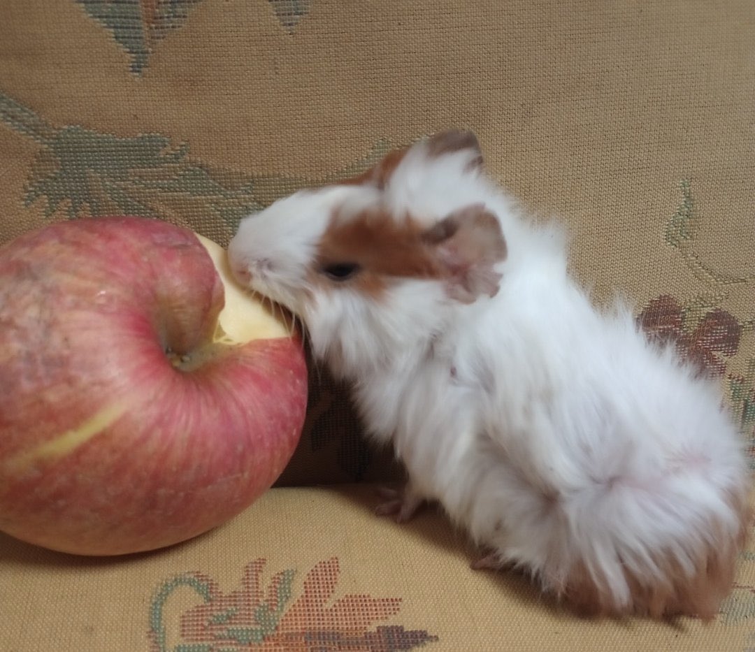 dailyguineapig's tweet photo. As long as I have life, I have everything https://t.co/ukNFXJbSFK