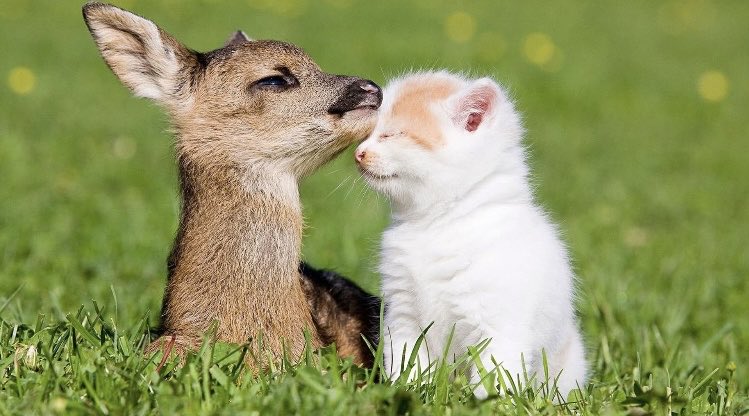 fairyEl's tweet photo. ะััะทัั ๐ Friends๐ป #animals #kitten #fawn https://t.co/GvUL28q8mp