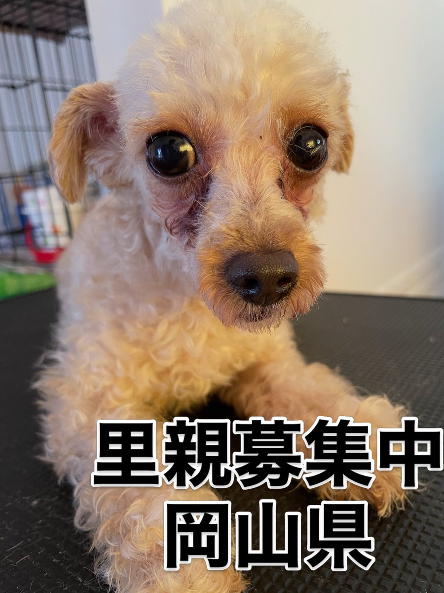 cassy96621's tweet photo. 里親募集中‼️
バンちゃん🐾
抱っこ抱っこ〜
と言う前に
すでに膝の上〜🐶

#里親募集中
#保護犬
#小型犬
#トイプードル
#殺処分ゼロ https://t.co/8hauCGnJFa