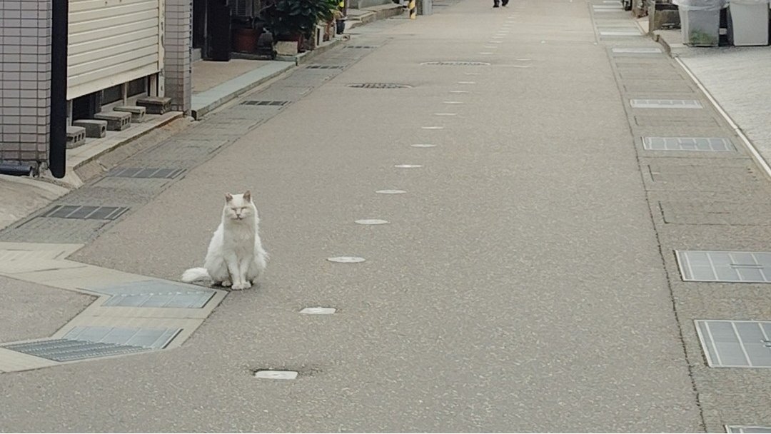 dotta001_NF's tweet photo. サカナクション聴きつつ散歩と釣り。
釣果０、ルアー紛失２、ねこ２。 https://t.co/LZK0aKtrPD