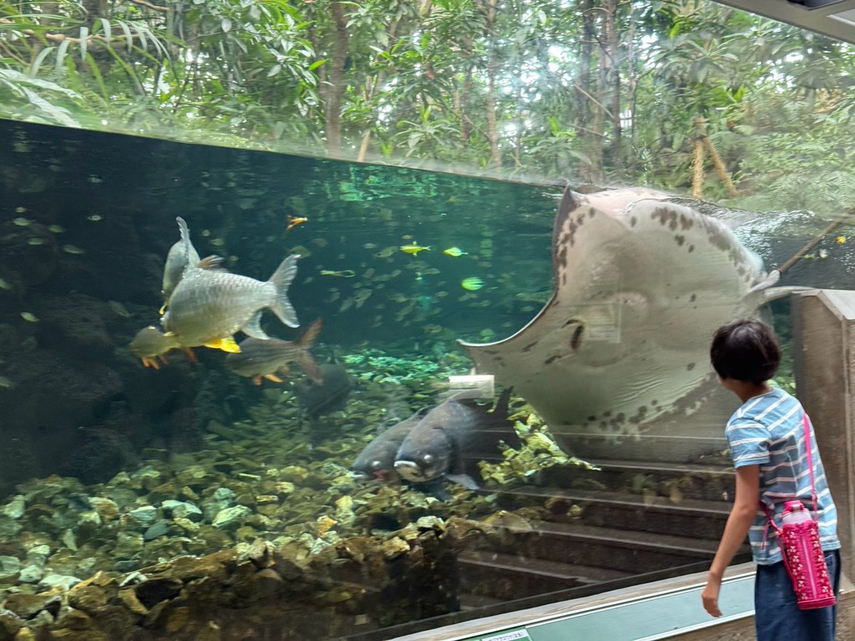 OHANAKIDS187784's tweet photo. 水を眺めるだけでも涼しい気持ちになるかも
ねったいかん
板橋区
夏以外も利用しますが
何度行っても楽しめる
こまめに訪問させていただきます
#OHANAKIDS #大泉学園 #ねったいかん #板橋区 #夏 #水 #涼しい https://t.co/eshHP488Fv