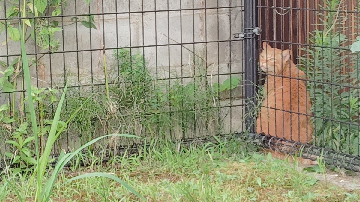 dotta001_NF's tweet photo. サカナクション聴きつつ散歩と釣り。
釣果０、ルアー紛失２、ねこ２。 https://t.co/LZK0aKtrPD