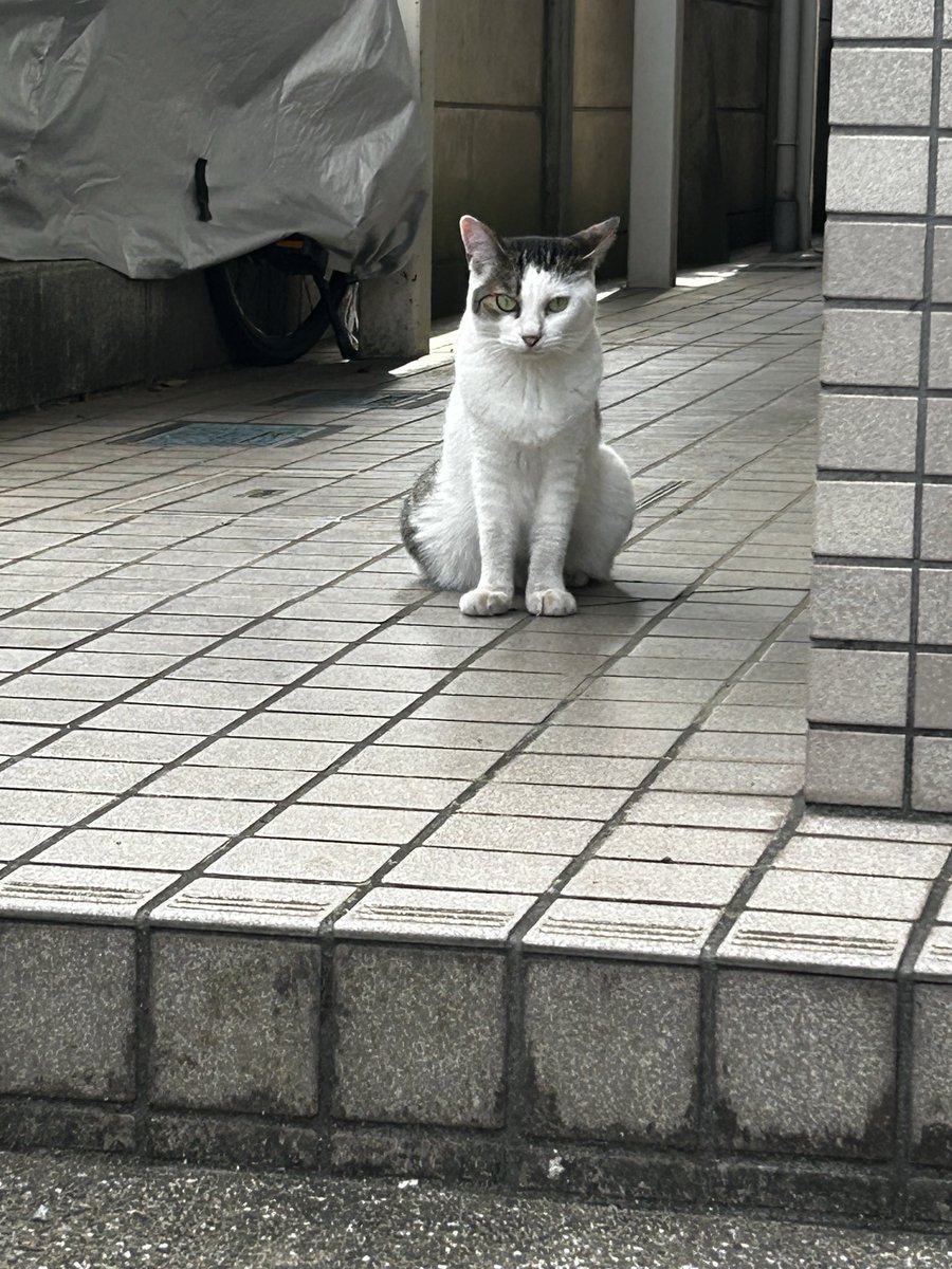 sky_mariko's tweet photo. はい、今日もおはよう😸 https://t.co/EnJSRdVfeT