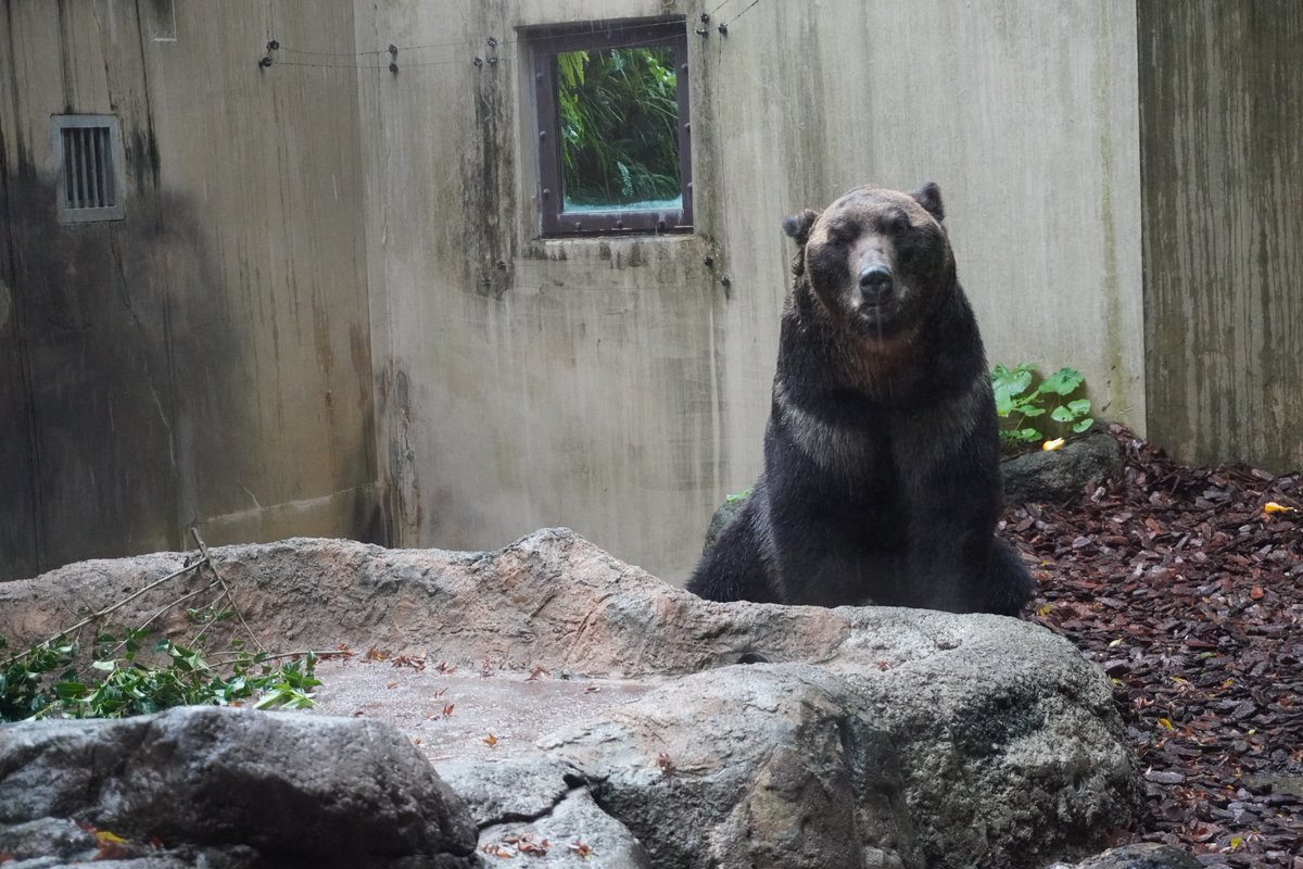 geijii's tweet photo. #ポロ
2021.10.17

#エゾヒグマ #ヒグマ #熊 #上野動物園 https://t.co/uzzaISfScf