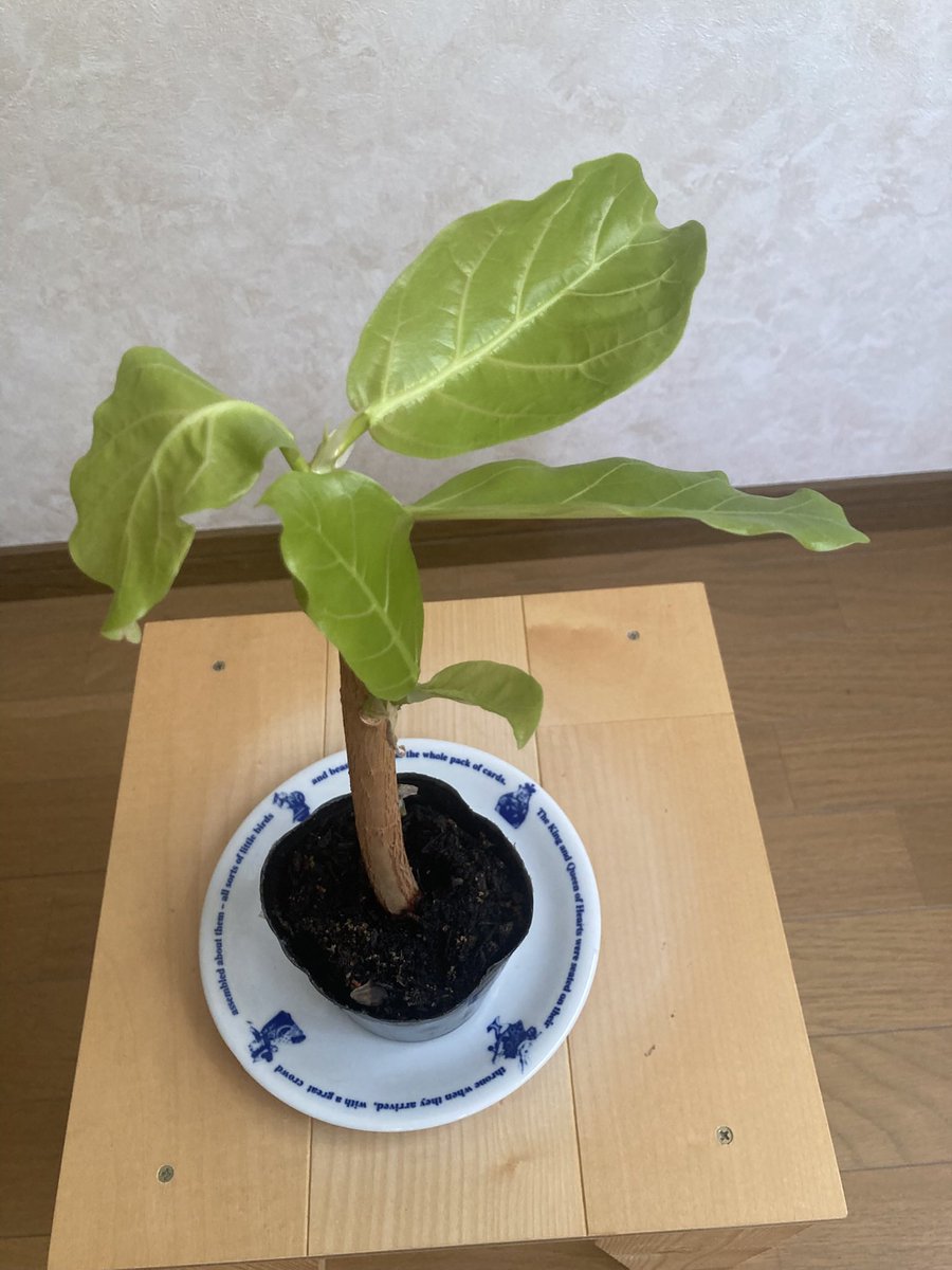 yukiboon915's tweet photo. 我家のアフリカンプリンス🌱
剪定から挿し木、少しずつ成長が見れて楽しみです😊
4日後。 https://t.co/CcUzP3hXUA