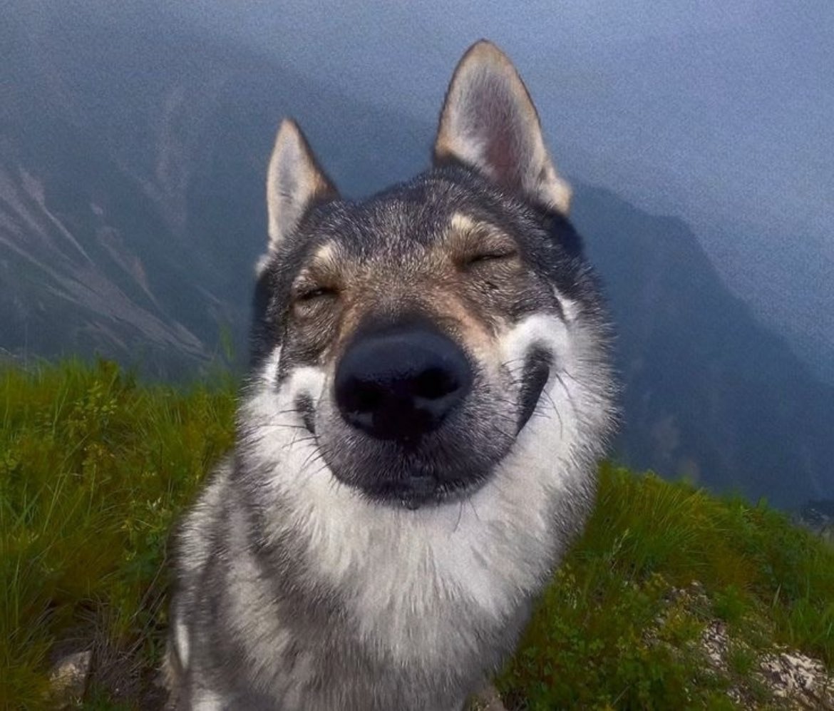 Lyc4nth's tweet photo. i’m just a dumb dog https://t.co/SkTJ0K3agD