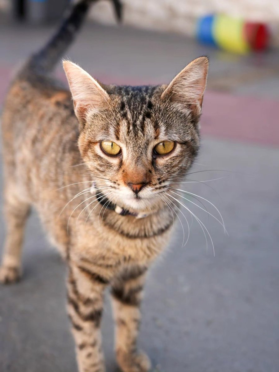 catlandrescue's tweet photo. Jiggly foi resgatada da beira de uma represa por uma protetora local que nos pediu ajuda já que não teria condições de abrigar mais gatinhos.

Quer adotar? ❤️
Escreva pra gente: adote@catland.org.br https://t.co/g1r9NJMgKt