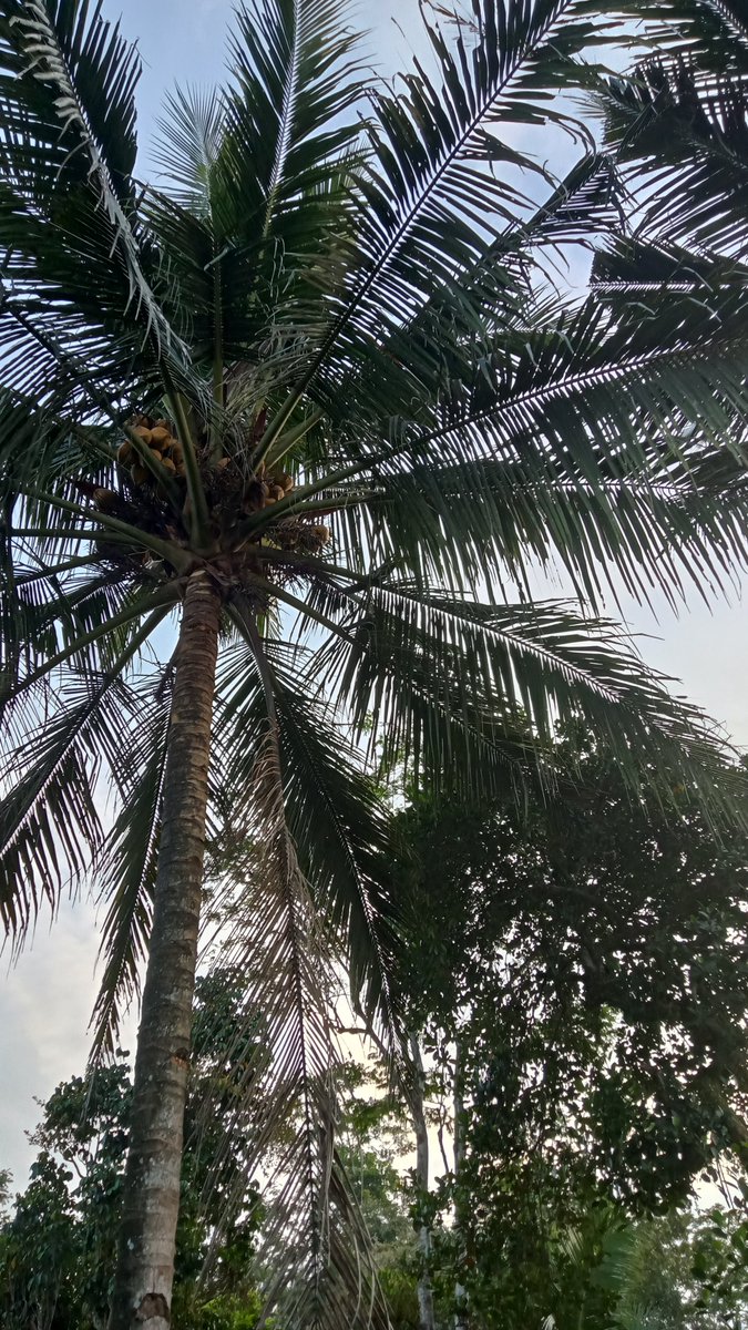 anaphalisaa's tweet photo. morning semua, sepertinya hari ini bakal cerah 🌄🌞 https://t.co/KbfBAqPWoQ
