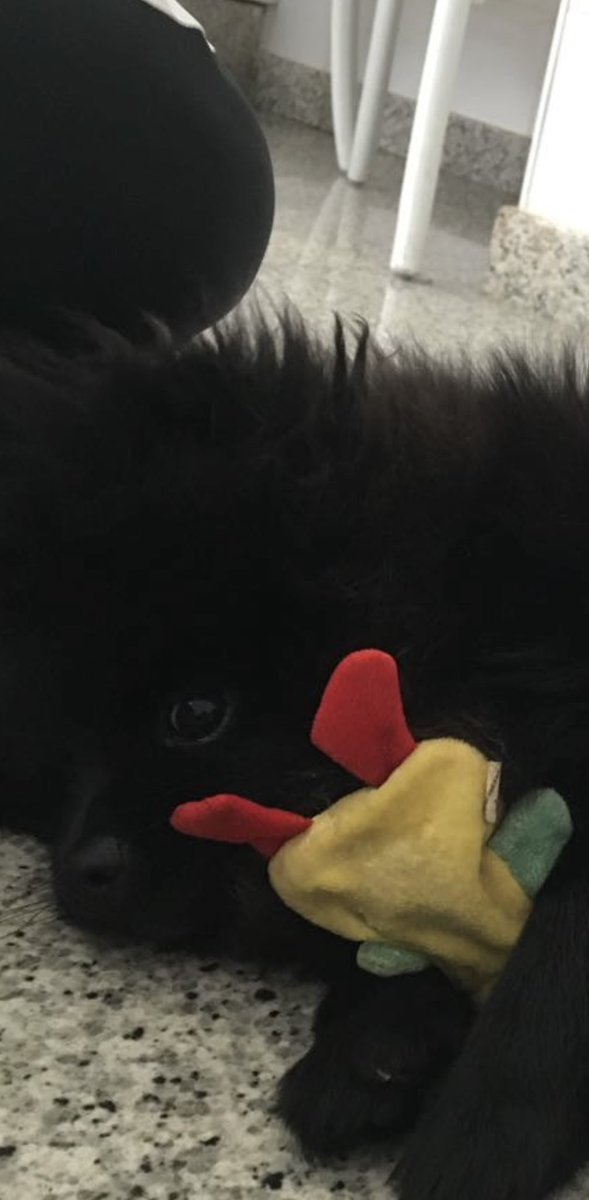 CJalles's tweet photo. Quando Alfa, meu doguinho, era filhote, comprei esse bichinho pra ele. Infelizmente n tenho foto dele inteiro/de frente. O Alfa infelizmente já faleceu, e o brinquedo sumiu. Alguém sabe onde posso comprar um igual?? https://t.co/tmUBIOFPnI