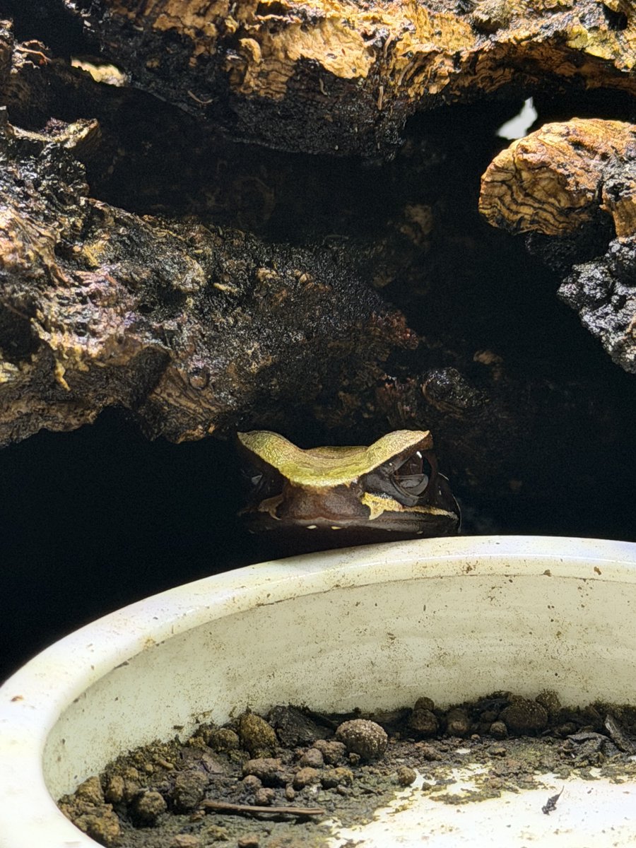 living_allf's tweet photo. 飼育始めて1年経過したシロアゴコノハガエル https://t.co/PJwiDjFZ6U