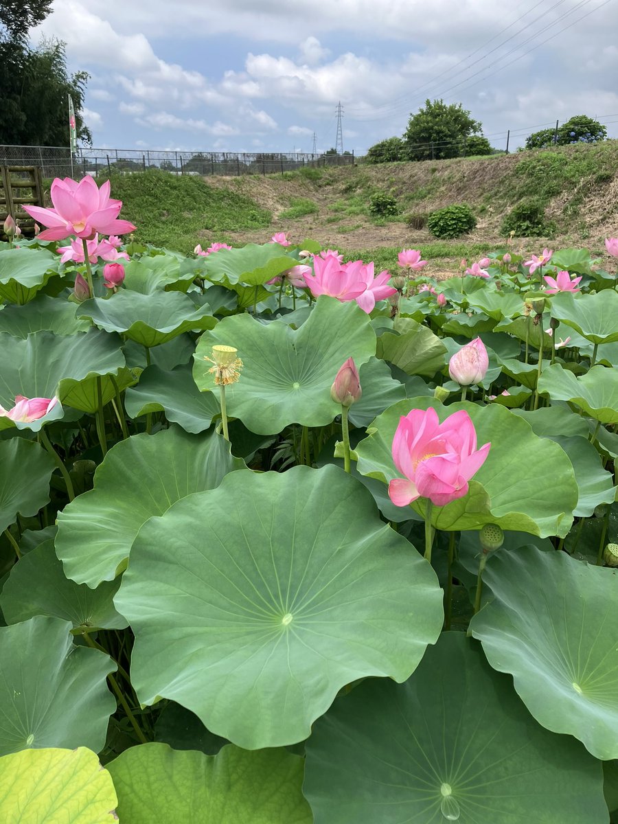 蓮花 蓮の花だらけじゃないか🪷
