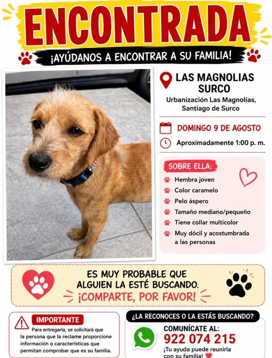 PawFindr's tweet photo. Este cachorrito fue encontrado en Santiago de Surco! por favor si alguien lo reconoce me escribe 🙏💕 #PawFindr #petlovers #fyp #viral https://t.co/7iLoGh2YQG