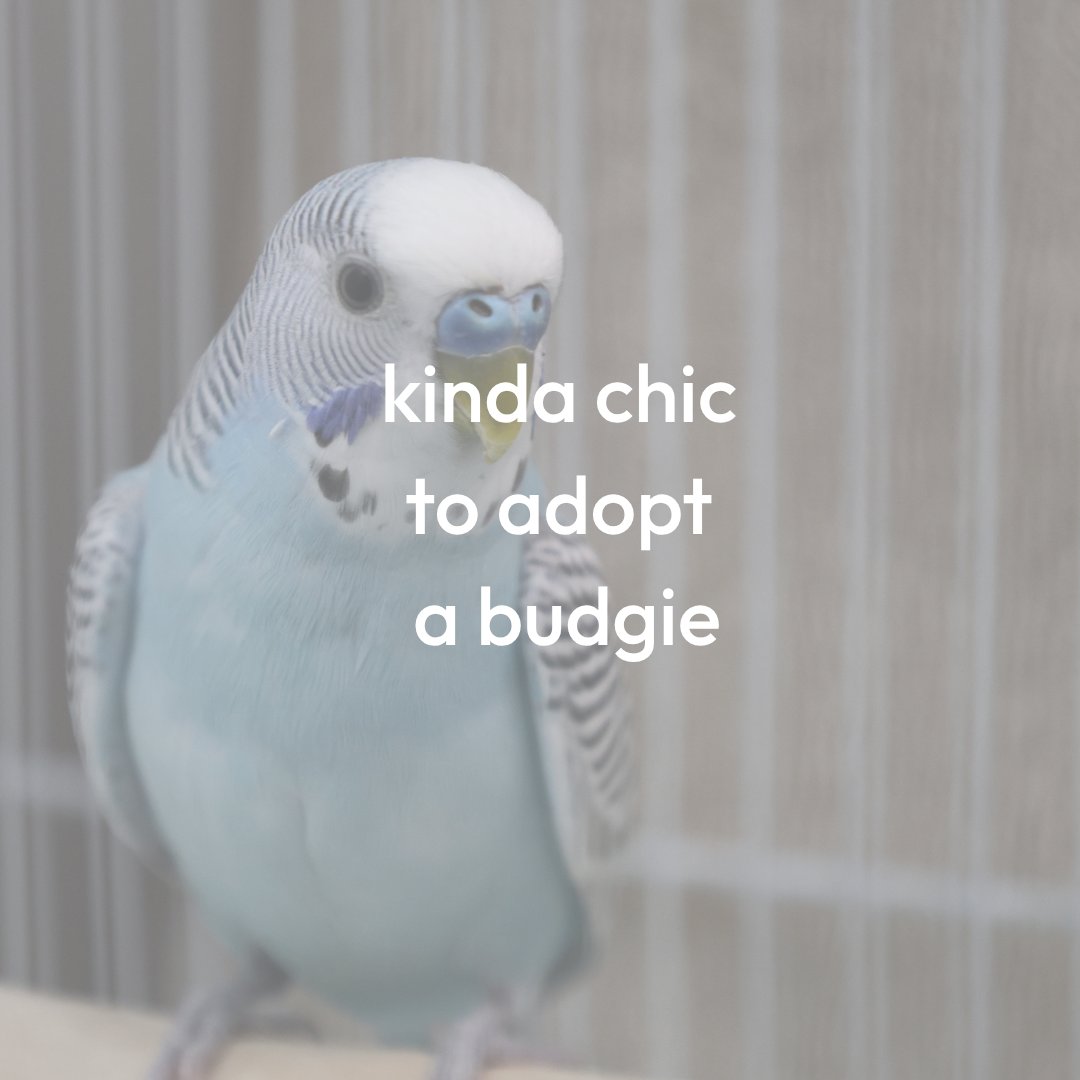 CalgaryHumane's tweet photo. Adopting an exotic animal from a shelter is kinda chic 🐍🦜

Check out our website today for more information about our reduced adoption fees on long term stay animals and two for one fee opportunities on select species: https://t.co/IuLDTcgIIg

 #ExoticPetAdoption #YYC #Alberta https://t.co/ei5i4donMs