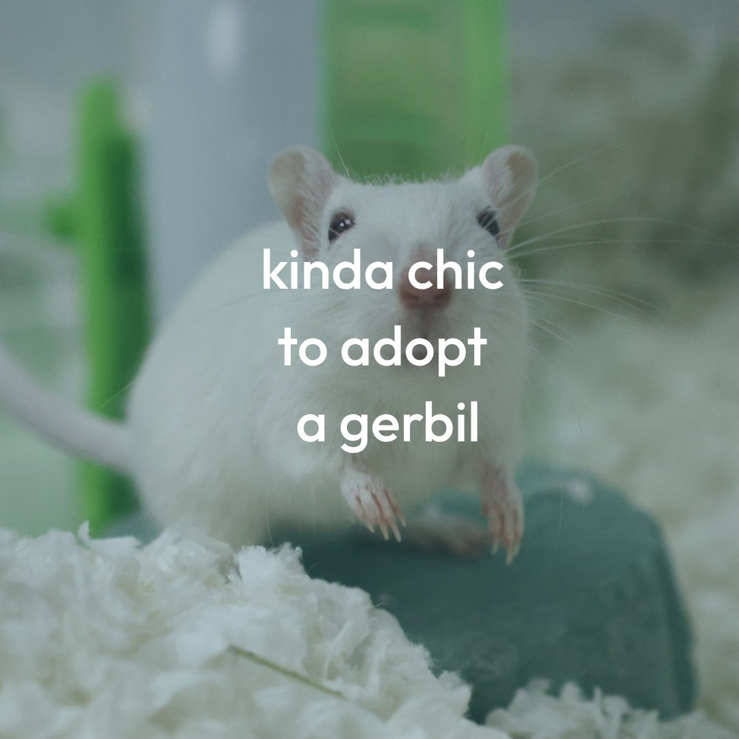 CalgaryHumane's tweet photo. Adopting an exotic animal from a shelter is kinda chic 🐍🦜

Check out our website today for more information about our reduced adoption fees on long term stay animals and two for one fee opportunities on select species: https://t.co/IuLDTcgIIg

 #ExoticPetAdoption #YYC #Alberta https://t.co/ei5i4donMs