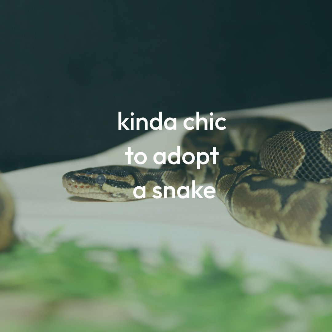 CalgaryHumane's tweet photo. Adopting an exotic animal from a shelter is kinda chic 🐍🦜

Check out our website today for more information about our reduced adoption fees on long term stay animals and two for one fee opportunities on select species: https://t.co/IuLDTcgIIg

 #ExoticPetAdoption #YYC #Alberta https://t.co/ei5i4donMs
