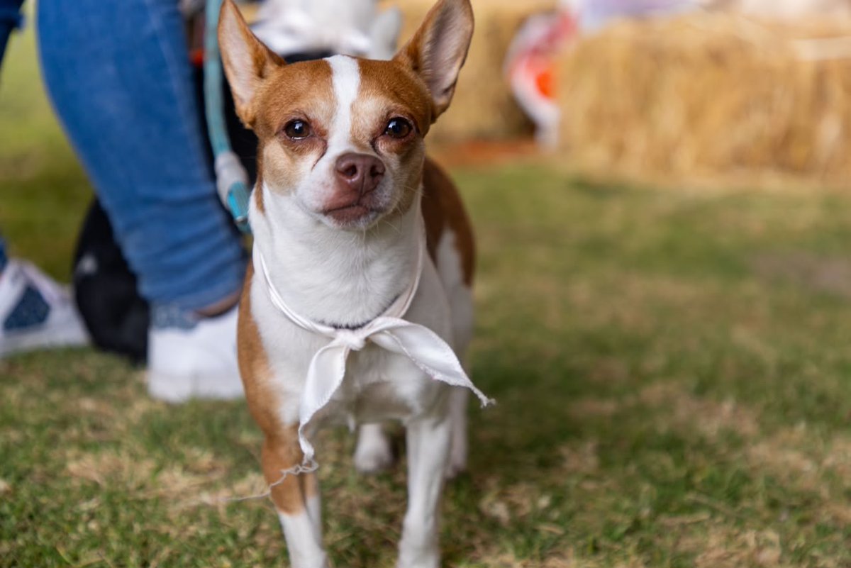 lineadecontrast's tweet photo. #ExpoCanina
🐾🐶Huellitas que llenan el corazón llegaron con mucha ternura a la Expo Ganadera
https://t.co/sn2Jn40cWc
#lineadecontraste https://t.co/DxDNh17xLQ