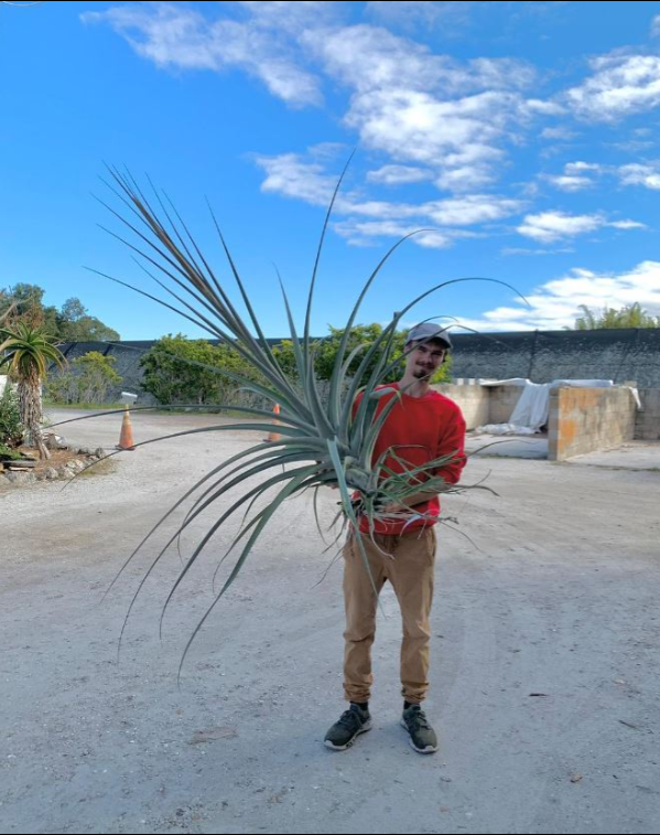y_exotics's tweet photo. Tillandsia guenthernolleri

これは凄い😳
Tillandsiaでこのサイ���（笑）
長い葉を四方に広げる大型種で、成熟株は圧巻です。
Tropifloraで販売中。$85.00
このサイズになると思うと欲しくなりますね🌱
【販売リンク】
https://t.co/HwvfNMFwtM https://t.co/kIuo1tshUP