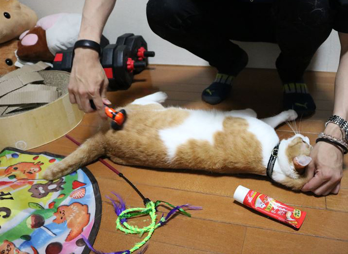 lenkoteofficial's tweet photo. 🐱夏毛に変わっても、まだまだたくさん抜けるものですね💦🐈🪮
https://t.co/FzIMiF9QRN
#れんコテ #柴田亜美 #煉と虎徹 #生き物にサンキュー #動物スクープ100 https://t.co/HnTY2qwmdW