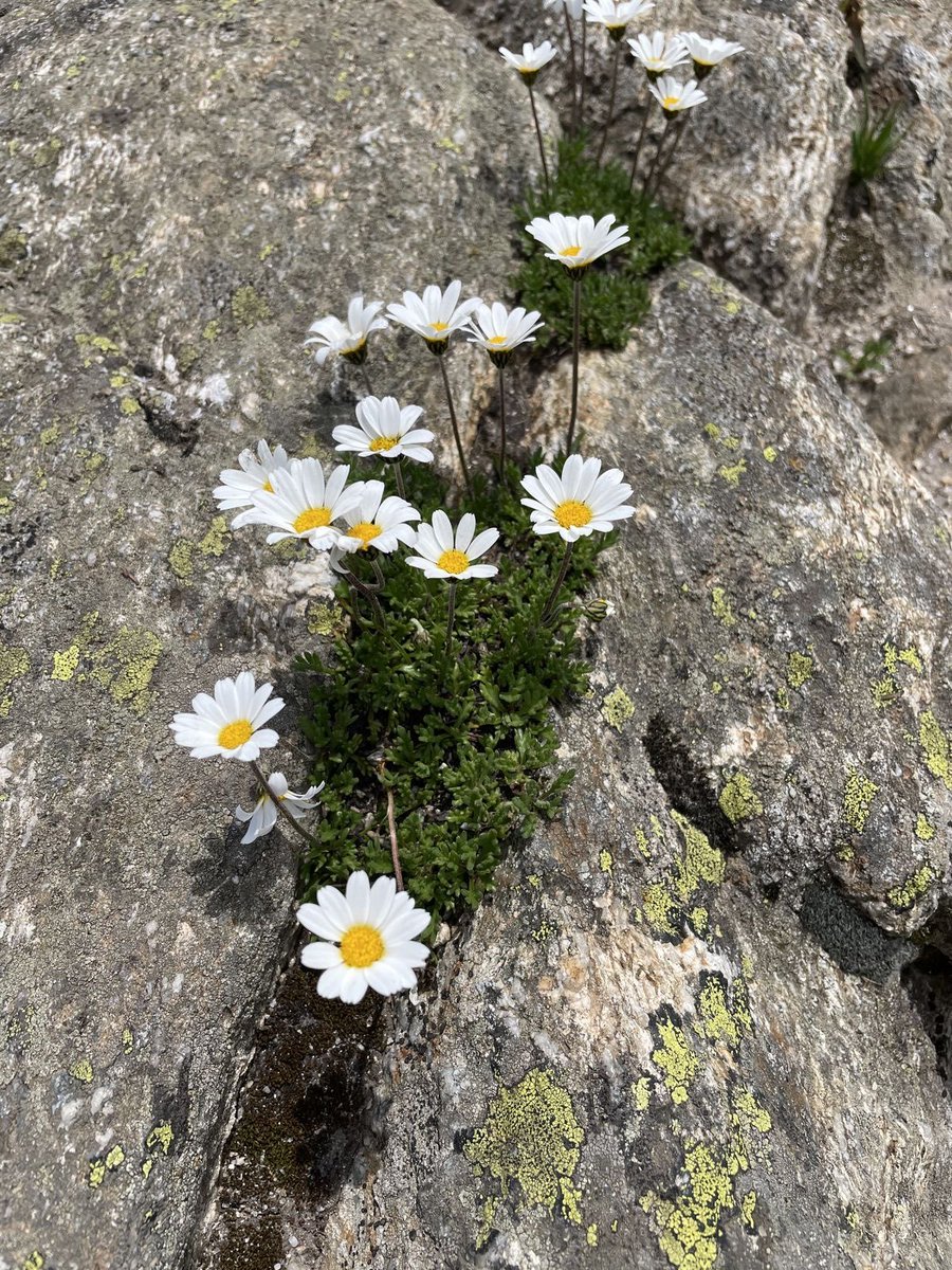 calmlivng's tweet photo. blooming everywhere https://t.co/ApHRtNYlxz