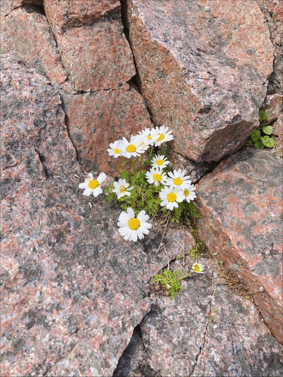 calmlivng's tweet photo. blooming everywhere https://t.co/ApHRtNYlxz