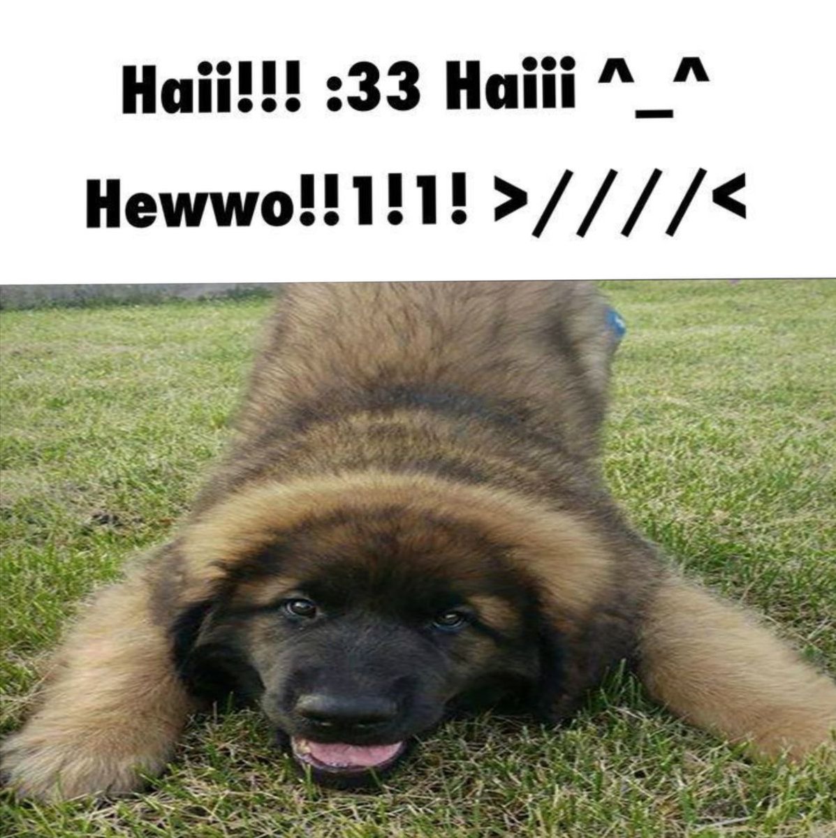 squishmypaws's tweet photo. https://t.co/HeLzsQgCwZ