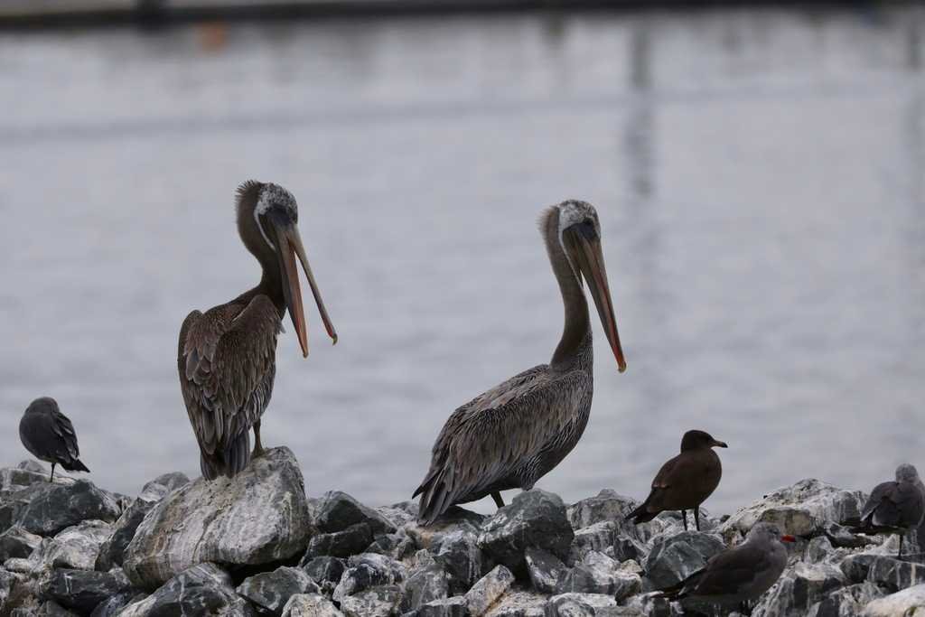 Two pelicans on some rocks, with some smaller birds nearby