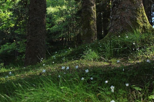 greenvibe's tweet photo. foresttt https://t.co/DHF6ZMq8ar