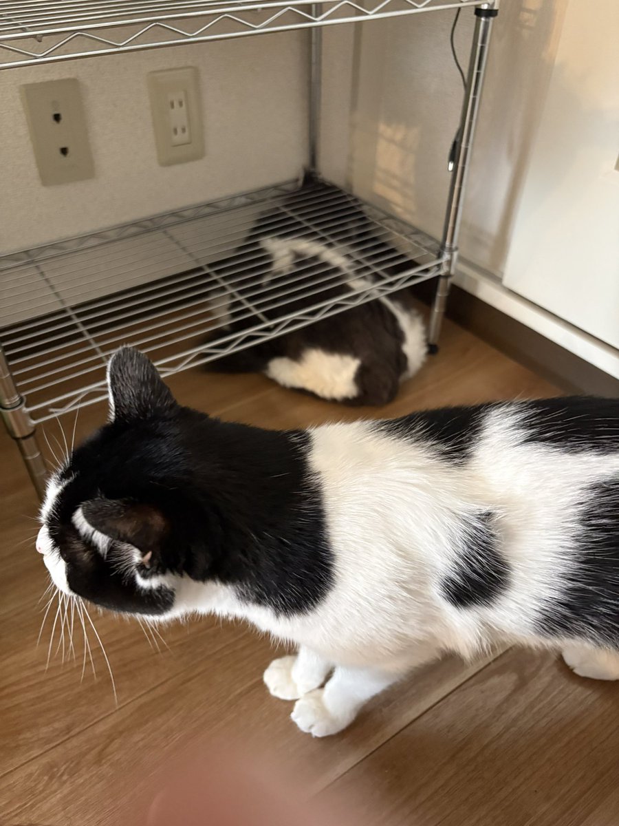 senaff14atomos's tweet photo. 引越ししてびびって出てこない子と速攻で馴染む子 https://t.co/vtWaqleMhx