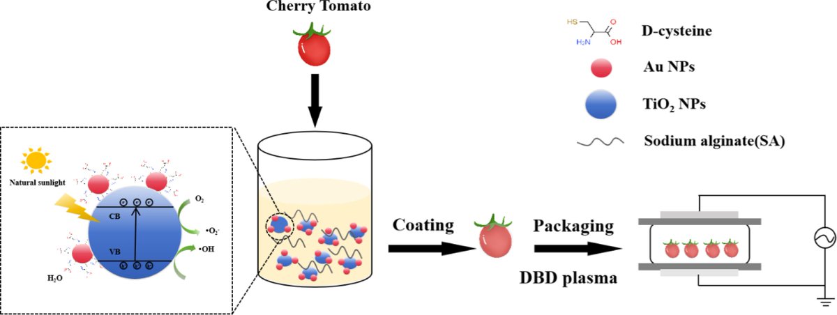 FoodAdvance1's tweet photo. #FMR #zap #film #pesticide #tomato
Chiral film + plasma zap cleans tomatoes: 66 % pesticide gone, half rotting, firmness locked—green shelf-life win 🍅⚡
@MaximumAcademic @NutritionSoc @WileyLifeSci
Details: https://t.co/jKB3oqsUTH https://t.co/Ba14YoUJHP