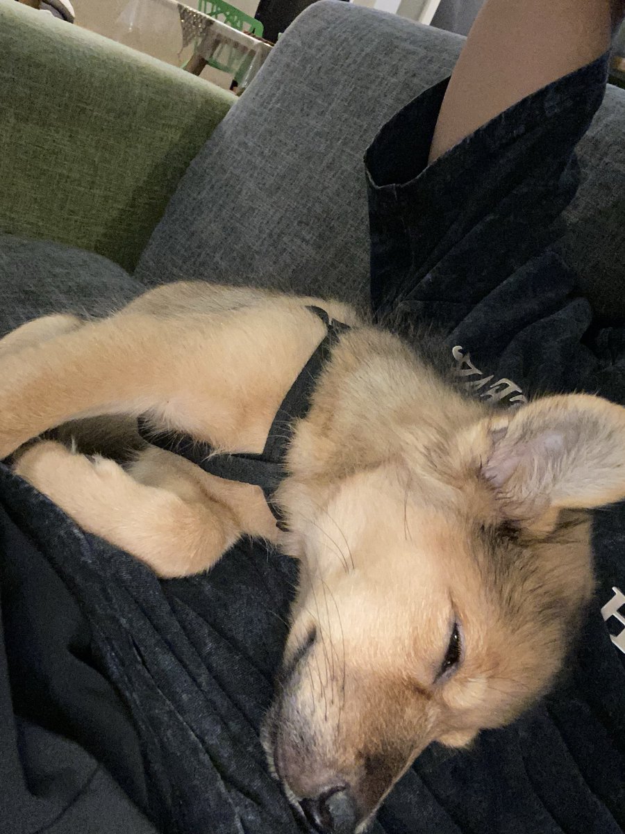 julius48606's tweet photo. sleepy https://t.co/xP51wDMyqq