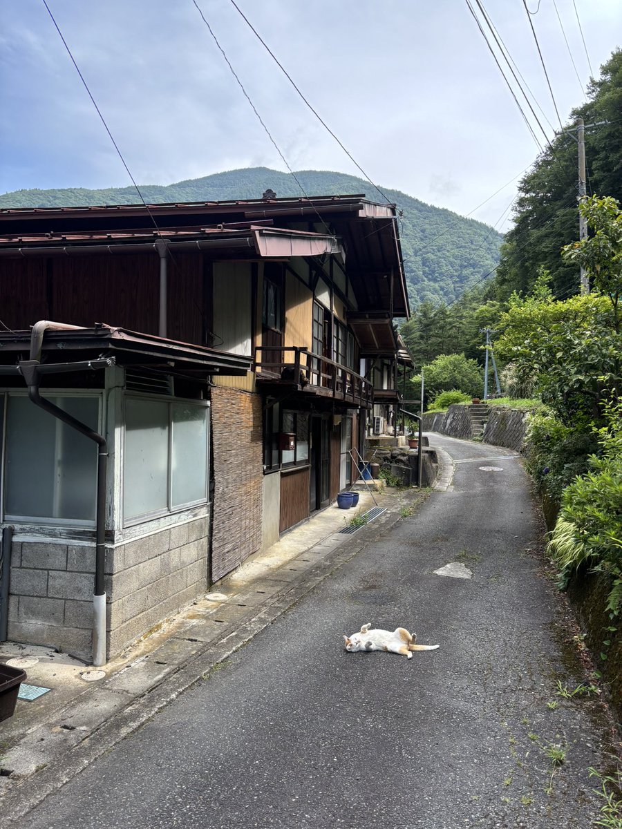 don_guri_gura's tweet photo. 山の日  信州の山と自然と落ち猫と… https://t.co/zjmm9wrP2J