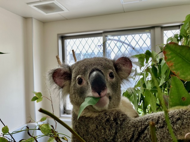hirakawazoo's tweet photo. ＃コアラ のタイヨウ ですが、個体管理のためバックヤードでの飼育管理としています。展示室ではご覧いただけませんので、ご了承ください。健康上の問題はなく、元気にエサを食べておりますので、SNS等を通じて情報は発信していきたいと思います。
#平川動物公園 #マグマシティ https://t.co/zt9uuefX0c