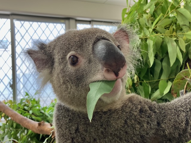 hirakawazoo's tweet photo. ＃コアラ のタイヨウ ですが、個体管理のためバックヤードでの飼育管理としています。展示室ではご覧いただけませんので、ご了承ください。健康上の問題はなく、元気にエサを食べておりますので、SNS等を通じて情報は発信していきたいと思います。
#平川動物公園 #マグマシティ https://t.co/zt9uuefX0c