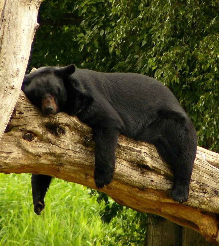 HndWlfAlpha's tweet photo. G'night https://t.co/Xj4PsvHsT1