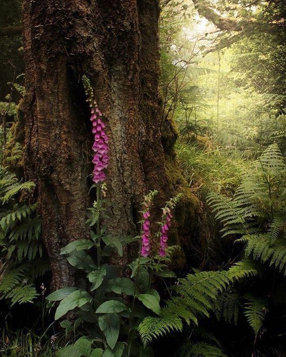 greenvibe's tweet photo. Pretty, love foxgloves 💜 https://t.co/uzo0fN76jg