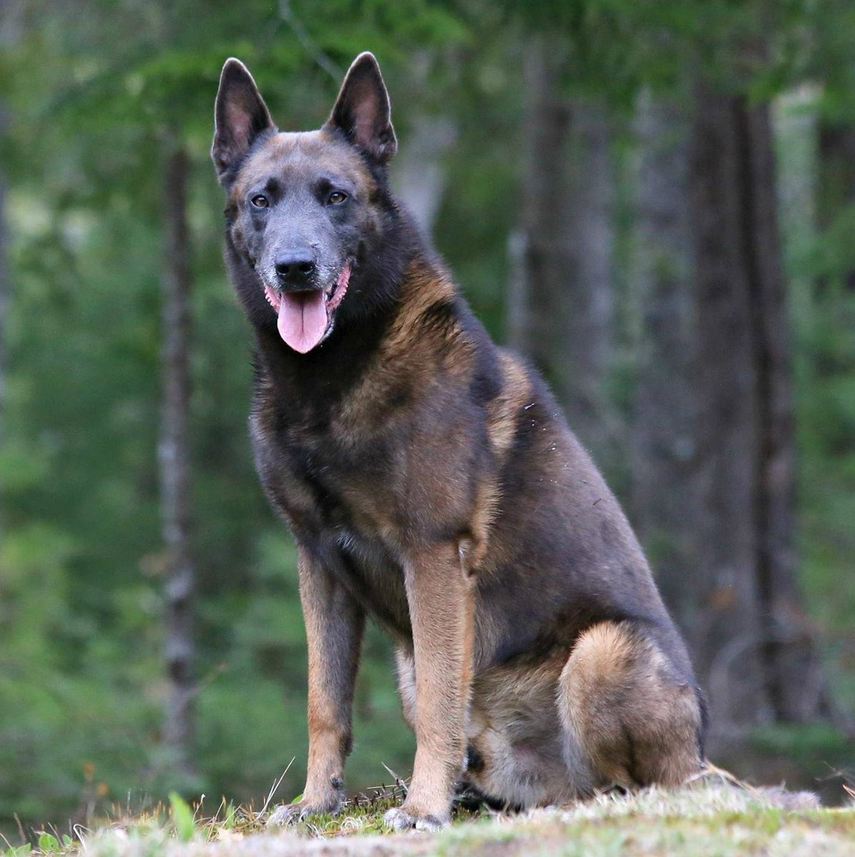 Dogman1013's tweet photo. So, it’s National Dog Day.
Don’t know how that got by me, lol.
This is my boy, Roken.
Belgian Malinois https://t.co/Mhlh3OYqi3