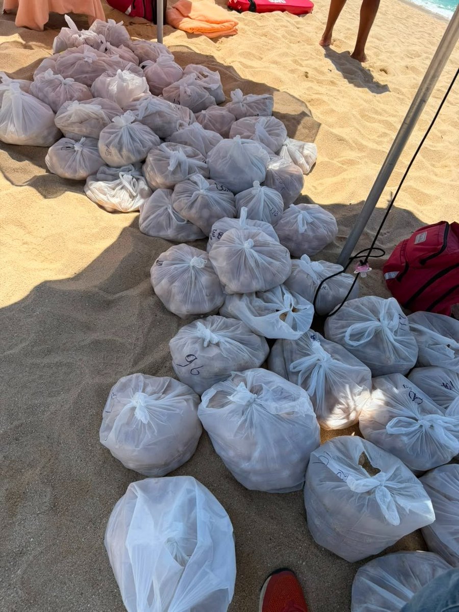 angulosiete's tweet photo. 🐢🌊#DatoVerde | Una nueva esperanza para la tortuga golfina. Durante el arribazón de unas 140 tortugas en Playa El Médano, Cabo San Lucas, @SEMAR_mx, en coordinación con @PROFEPA_Mx y @CONANP_mx recuperaron aproximadamente 10 mil huevos para protegerlos de saqueos, extracción ilegal y otros riesgos.
🥚Los huevos fueron trasladados a campamentos tortugueros, donde permanecerán bajo vigilancia para favorecer su incubación y posterior liberación de las crías.