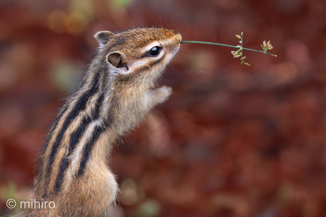 mihiro_wildlife's tweet photo. 今日は山の日 https://t.co/zlVdx7hWBj