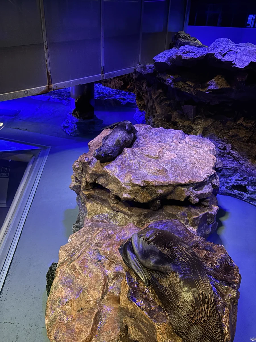 すみだ水族館【公式】 on X: 