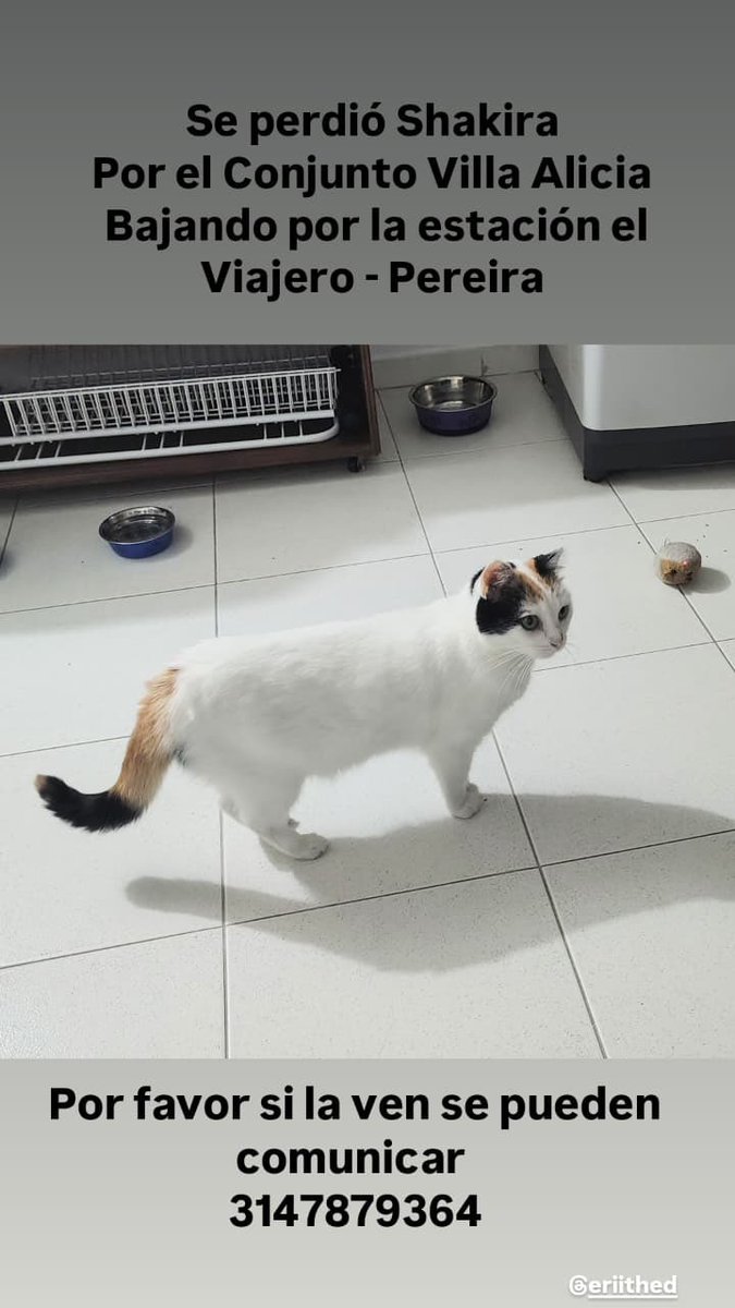 vantecosmicx's tweet photo. Por favor AYUDEMOS A ENCONTRAR A ESTA GATITA 

Se llama Shakira 

En Pereira. https://t.co/KQOboJcaBG