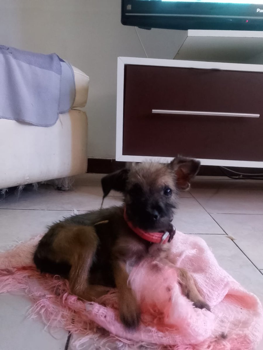 yaracalcagno's tweet photo. Difundo. En adopción responsable con seguimiento hembra 3 meses bien portada cariñosa Guarenas contacto 04127212166😍 https://t.co/rA0ROA6vQD