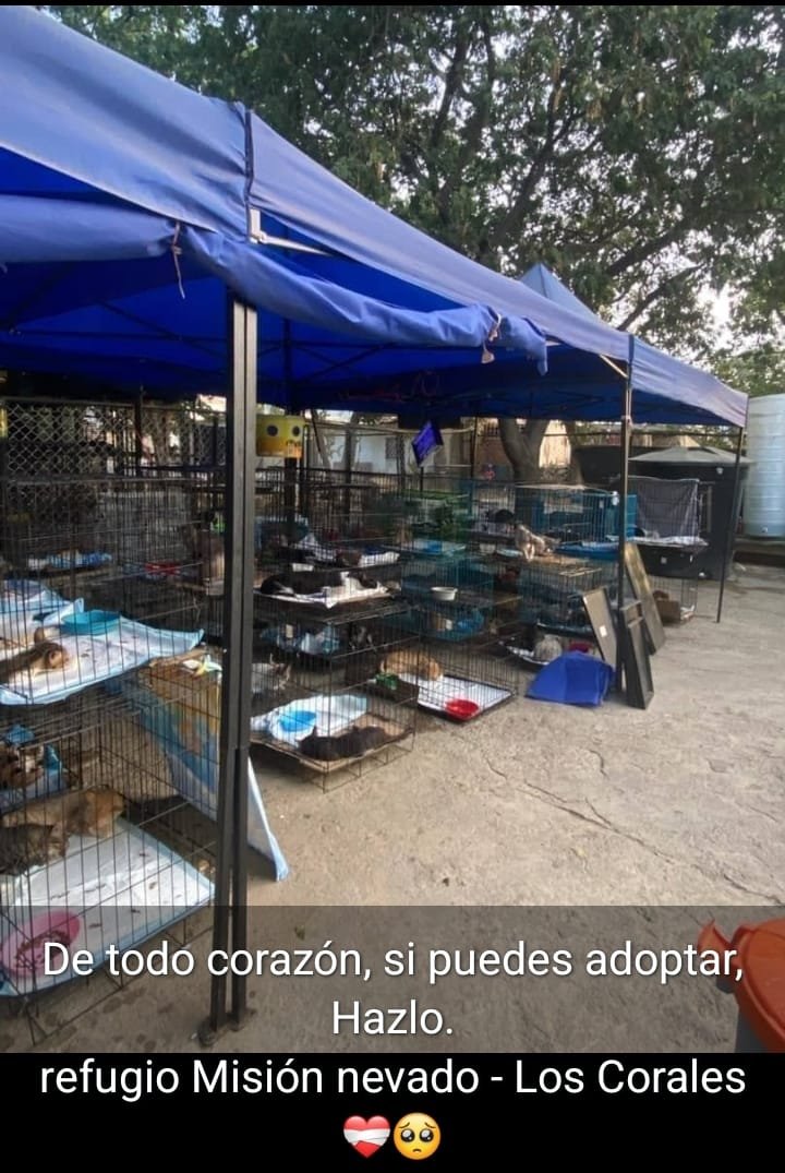 RamsesVazBlanco's tweet photo. Reenviado. Gracias.🙏🐶🐱🐾💔😔🇻🇪 https://t.co/Jq8aT7mJVc